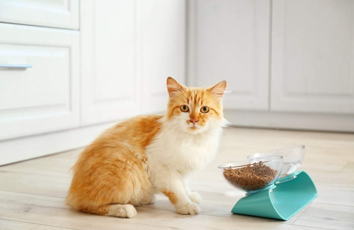 Kedi Neden Kusar? Kedilerde Kusma Nedenleri ve Tehlikeli Belirtiler
