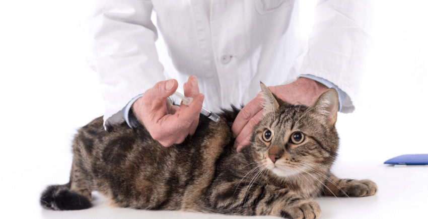 kedilerde asi ne zaman yapilir bayrampasa veteriner klinigi